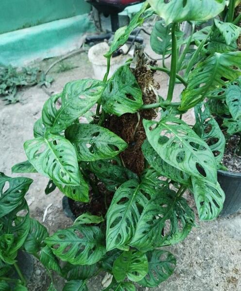 عکس گل پتوس طلایی