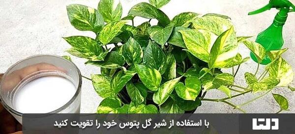 عکس گل پتوس طلایی