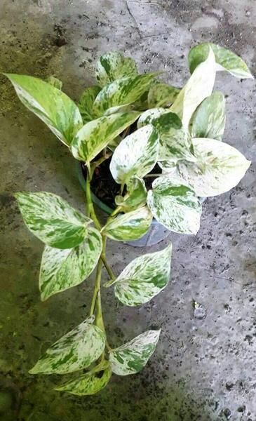 عکس گل پتوس طلایی