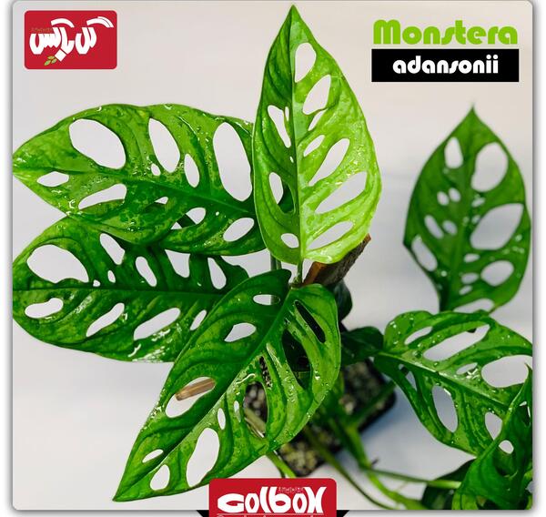 عکس گل پتوس طلایی