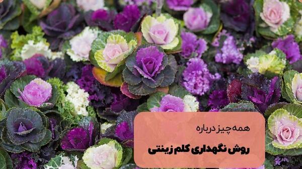 عکس گل کلم رنگی