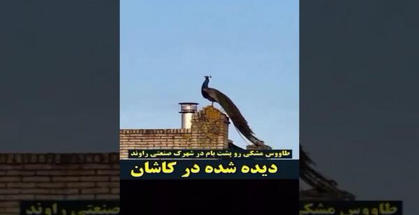 عکس طاووس سیاه ایرانی