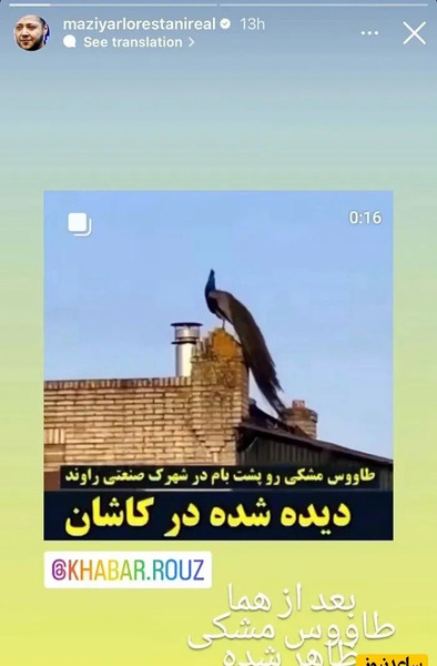 عکس طاووس سیاه ایرانی