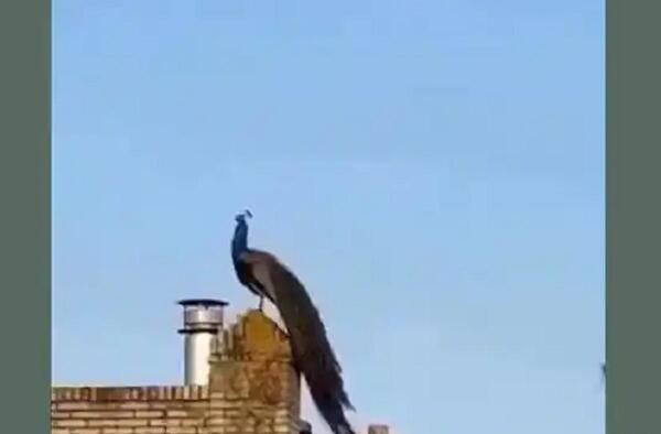 عکس طاووس سیاه ایرانی