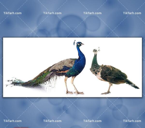 عکس طاووس سیاه ایرانی