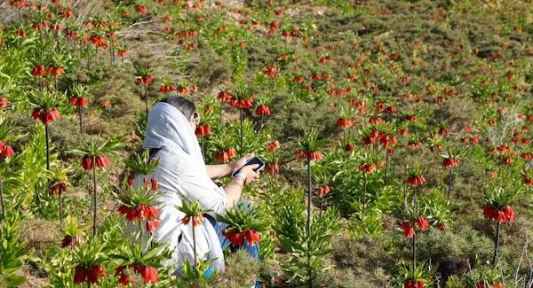 عکس پروفایل گل لاله واژگون