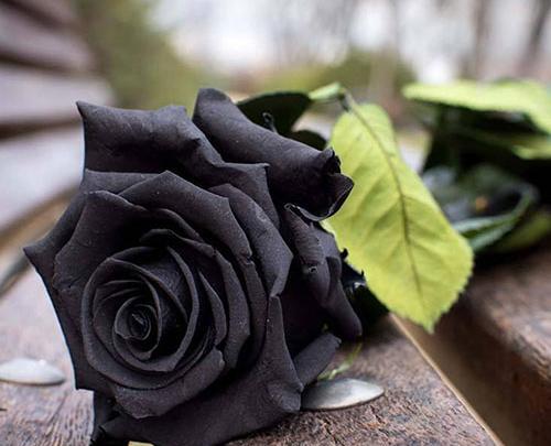 دانلود عکس گل رز مشکی برای پروفایل