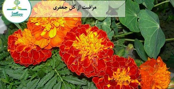 عکس از گل جعفری