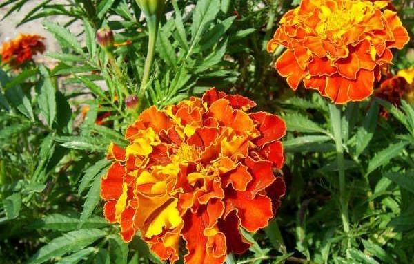 عکس از گل جعفری