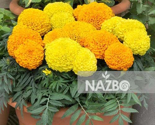 عکس از گل جعفری