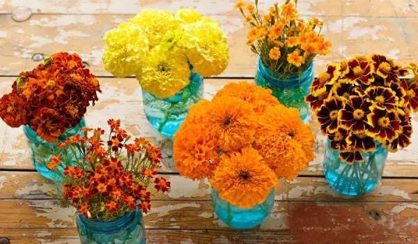 عکس از گل جعفری