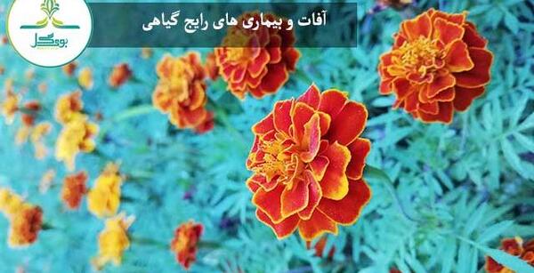 عکس از گل جعفری
