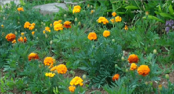 عکس از گل جعفری