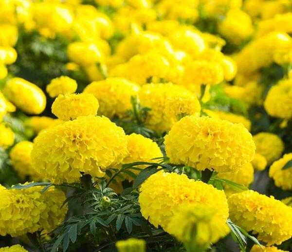 عکس از گل جعفری