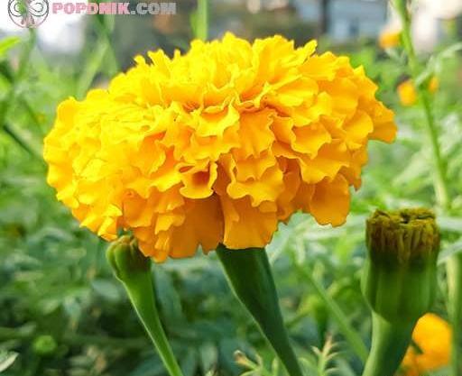 عکس از گل جعفری