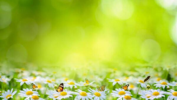 عکس گل های زرد بهاری