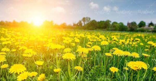 عکس گل های زرد بهاری