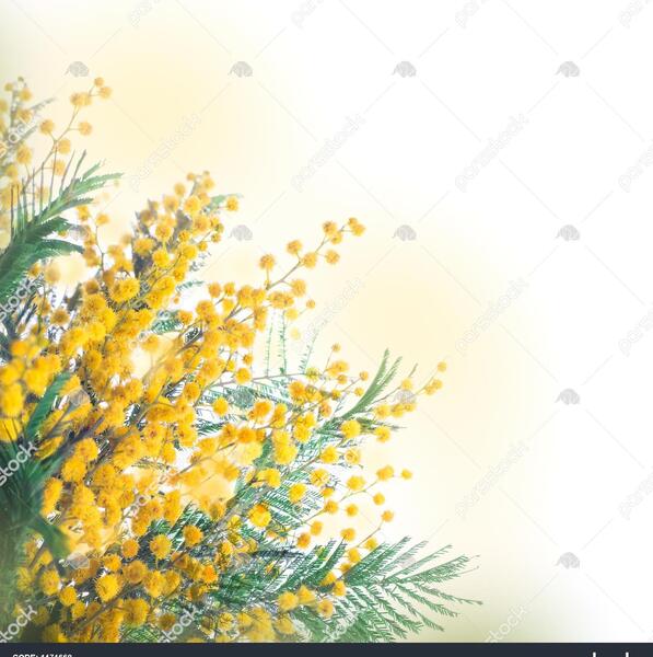 عکس گل های زرد بهاری