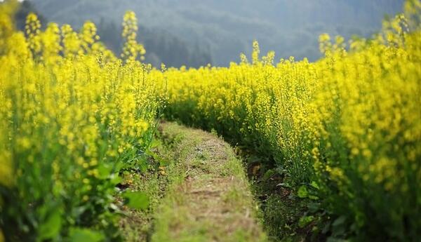 عکس گل های زرد بهاری