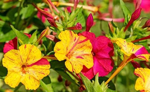 عکس گل های زرد بهاری