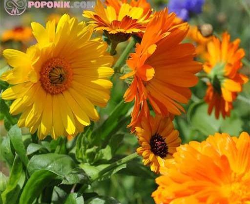 عکس گل های زرد بهاری