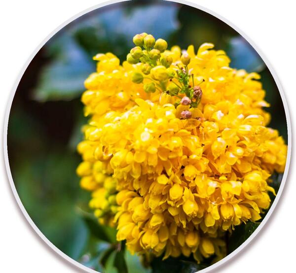عکس گل های زرد بهاری