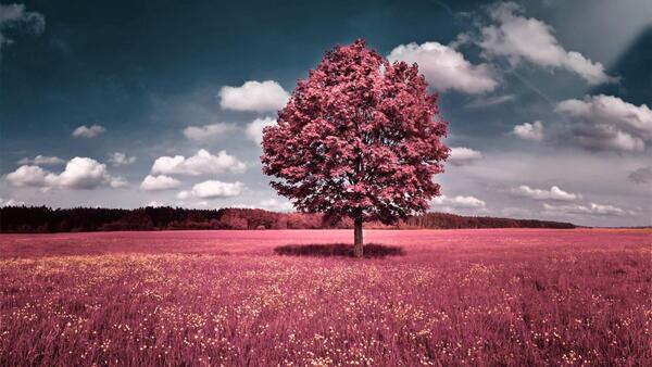 دانلود عکس طبیعت زیبا برای پس زمینه