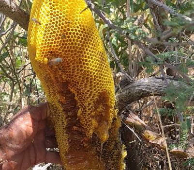 عکس عسل طبیعی وحشی