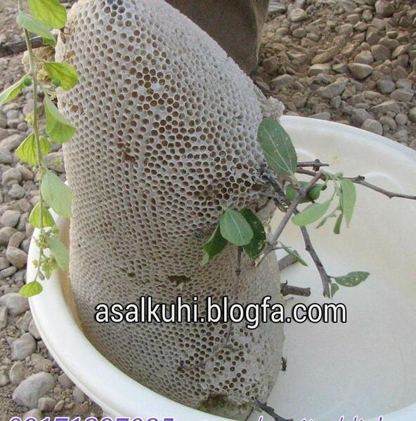 عکس عسل طبیعی وحشی