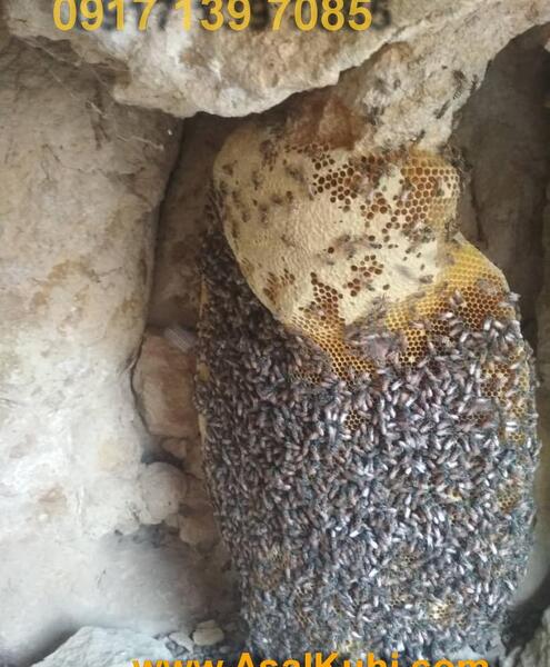 عکس عسل طبیعی وحشی
