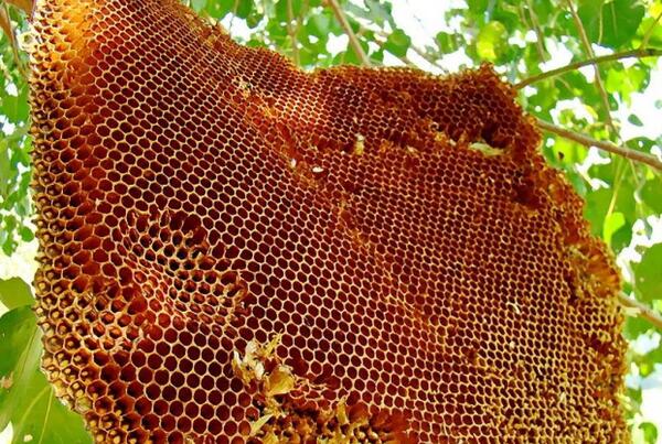 عکس عسل طبیعی وحشی