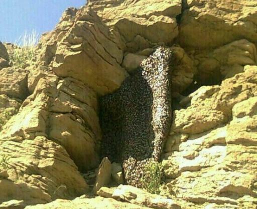 عکس عسل طبیعی وحشی