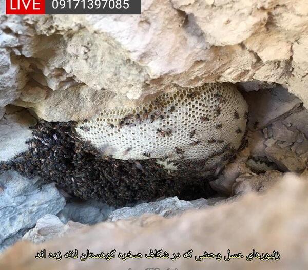 عکس عسل طبیعی وحشی