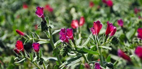 عکس گل گاوزبان خشک شده