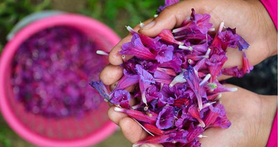 عکس گل گاوزبان خشک شده