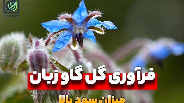 عکس گل گاوزبان خشک شده
