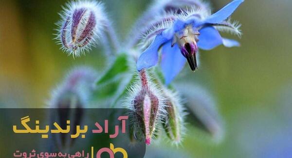 عکس گل گاوزبان خشک شده