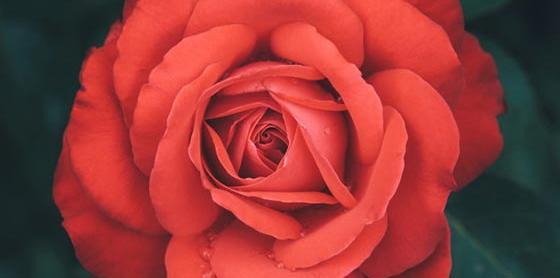 عکس گل خوشگل واسه پروفایل