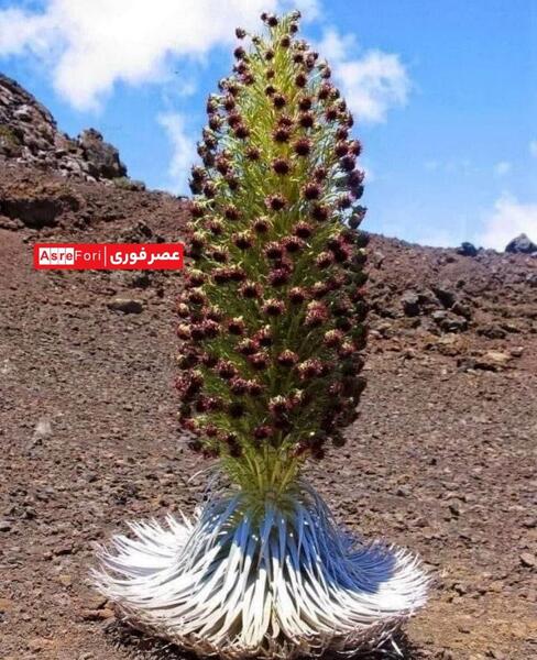 عکس گل گلی زیبا