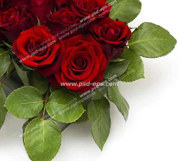 عکس گل گلی زیبا
