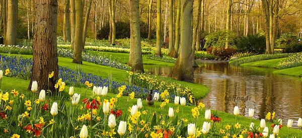 عکس از گل های طبیعت