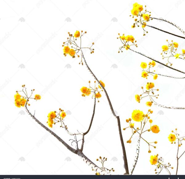 عکس گل زرد و سفید