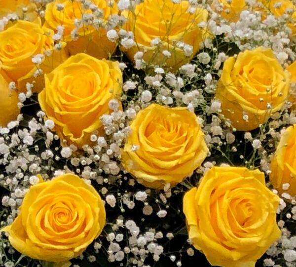 عکس گل زرد و سفید