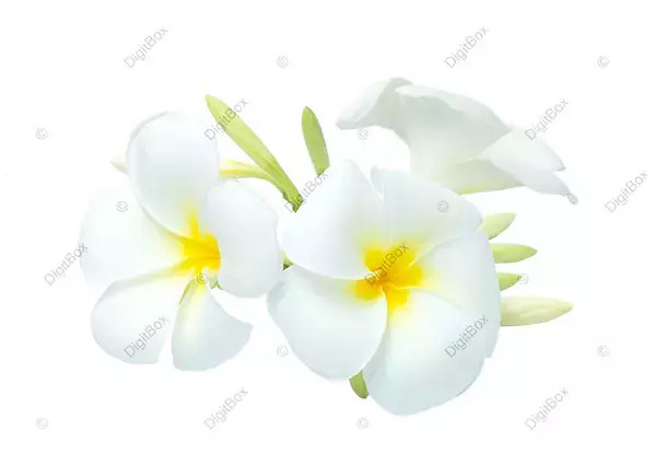 عکس گل زرد و سفید