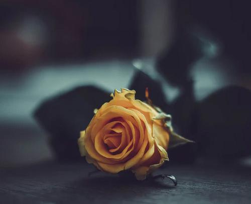 عکس گل زرد برای پروفایل