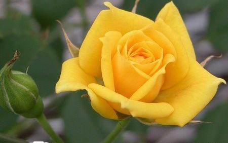 عکس گل زرد برای پروفایل