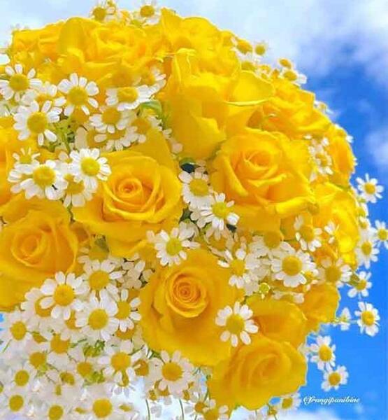عکس گل زرد برای پروفایل