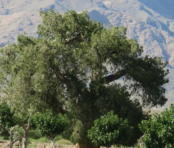 عکس های طبیعت کاشمر