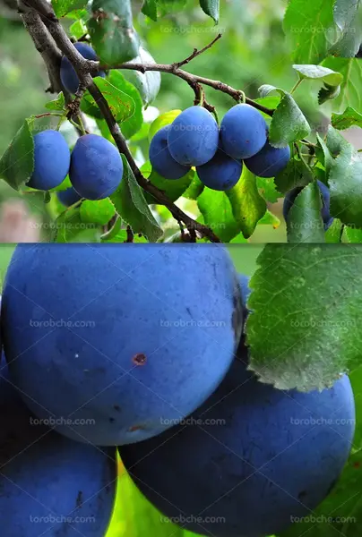 دانلود عکس آلو سیاه