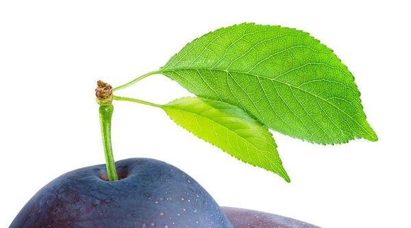 دانلود عکس آلو سیاه